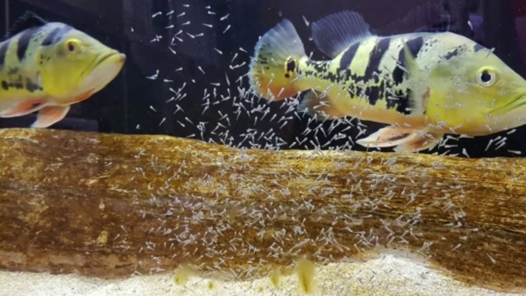 reprodução do peixe tucunare
