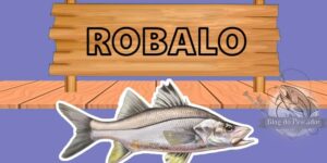 robalo peixe