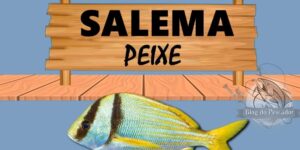 Salema peixe