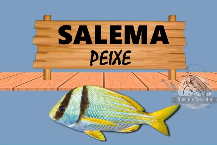 Salema peixe