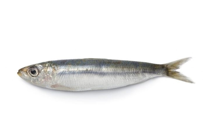 sardinha peixe