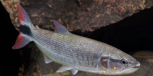 tabarana caracteristicas