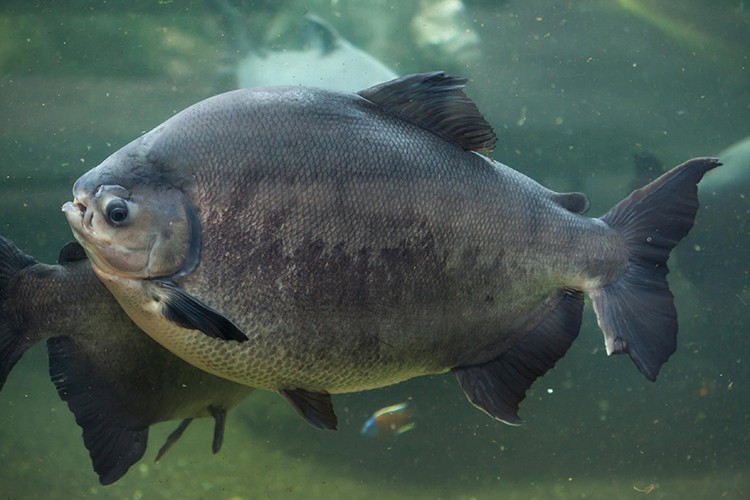 Peixe Tambaqui: Características, reprodução, alimentação, habitat e tipos de iscas