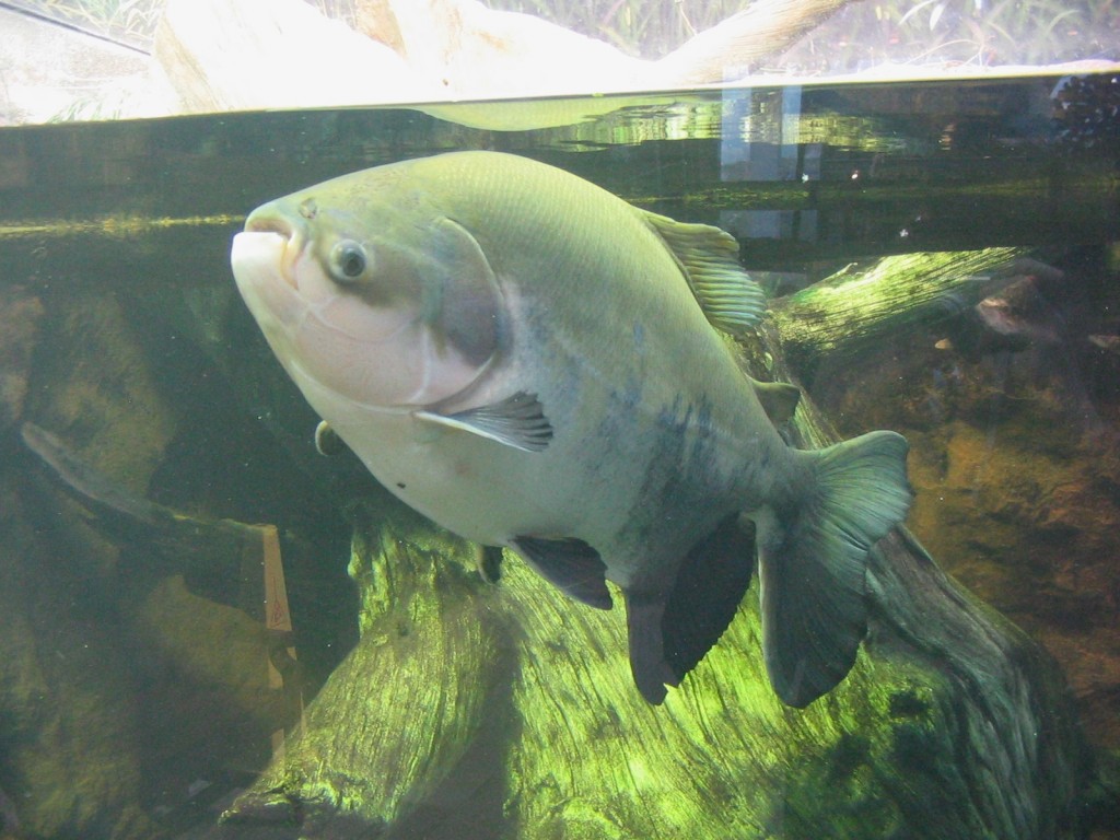 Tambaqui peixe: Características, reprodução, alimentação, habitat e tipos de iscas
