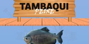 tambaqui peixe