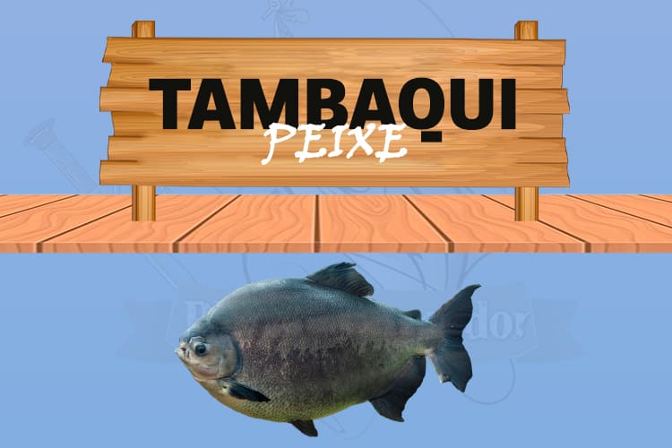 tambaqui peixe