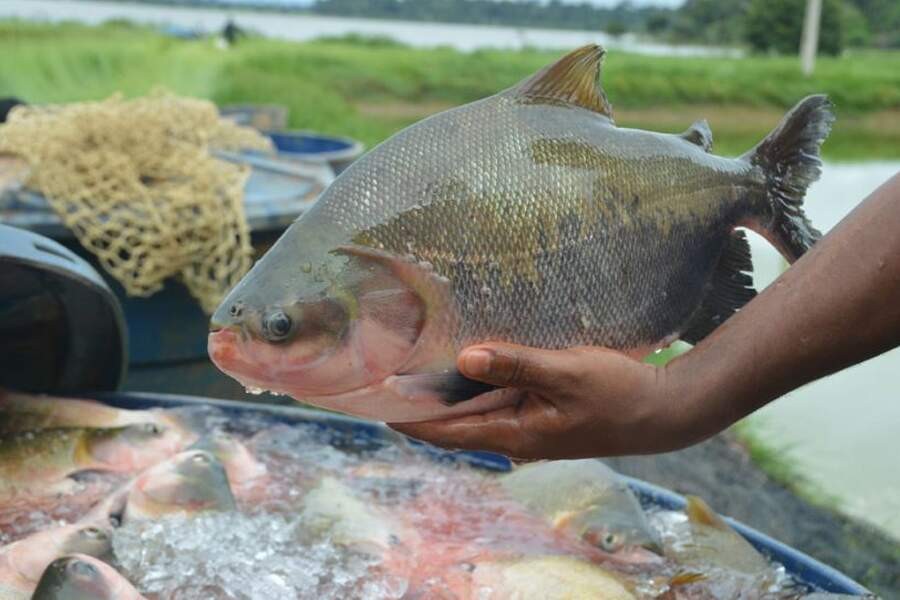 Tambaqui peixe: Características, reprodução, alimentação, habitat e tipos de iscas