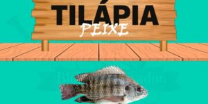 tilapia peixe