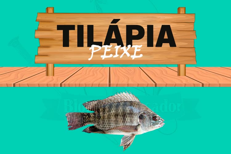 tilapia peixe