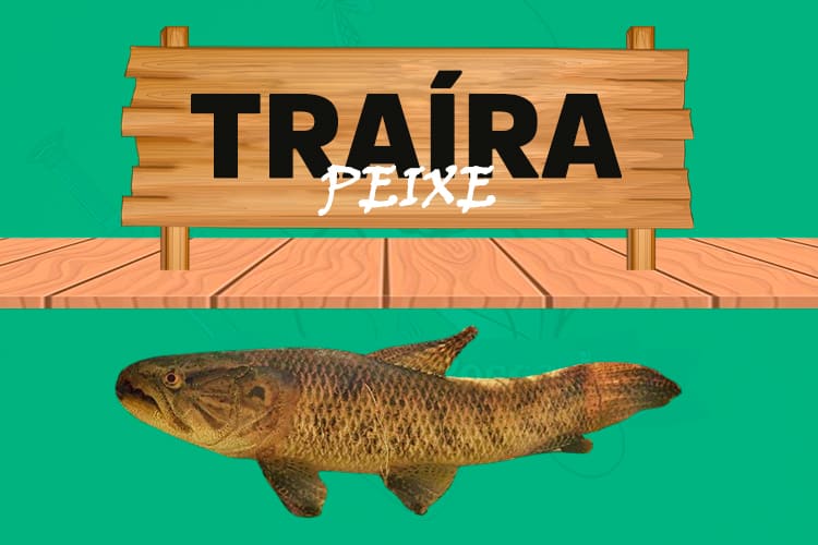 traira peixe