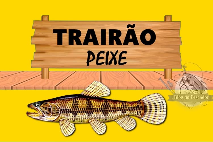 Trairão peixe