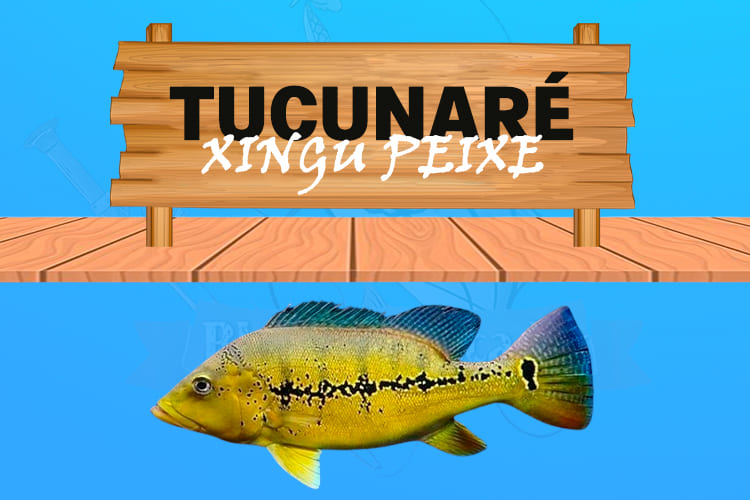 tucunare xingu peixe