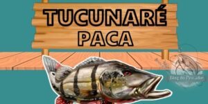 Tucunaré paca