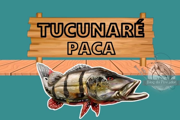 Tucunaré paca