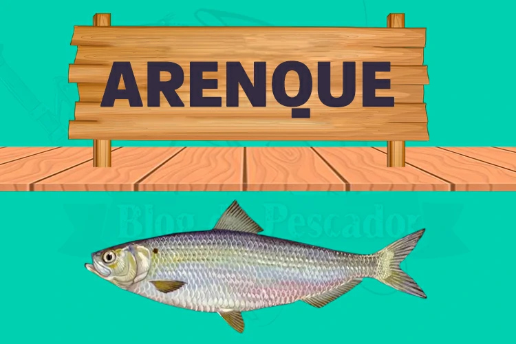 arenque