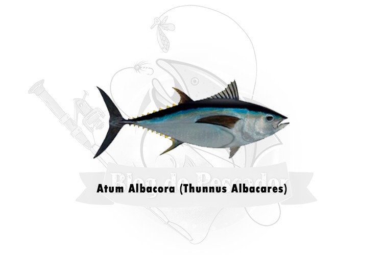 atum albacora -thunnus albacares