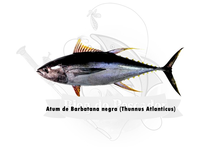 atum de barbatana negra - thunnus atlanticus