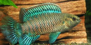 caracteristicas do peixe badis azul