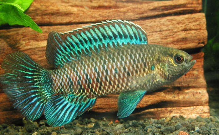 caracteristicas do peixe badis azul