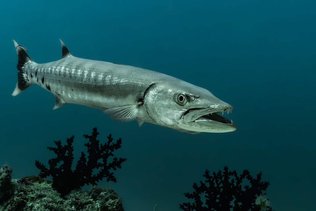 caracteristicas do peixe barracuda