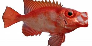 caracteristicas do peixe olho de cao