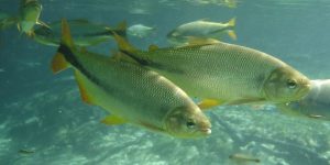 características do peixe piracanjuba