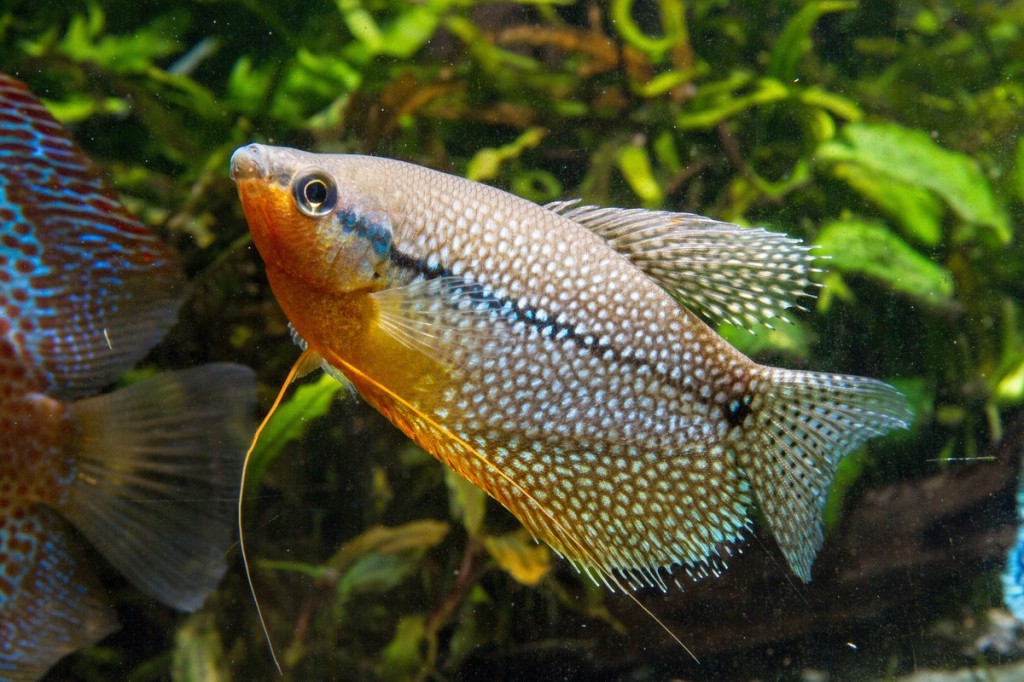 caracteristicas do peixe tricogaster leeri