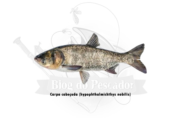 carpa cabecuda - hypophthalmichthys nobilis