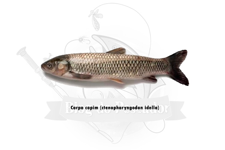 carpa capim - ctenopharyngodon idella