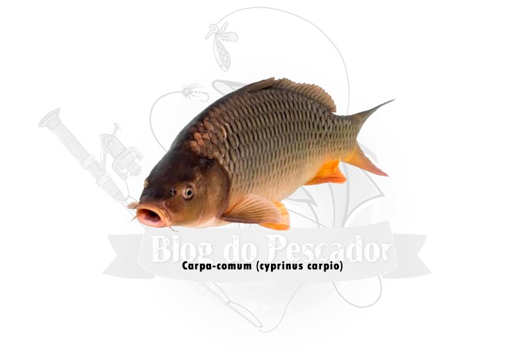 carpa-comum - cyprinus carpio