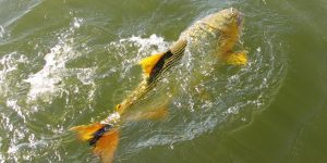 iscas naturais para a pesca de dourado