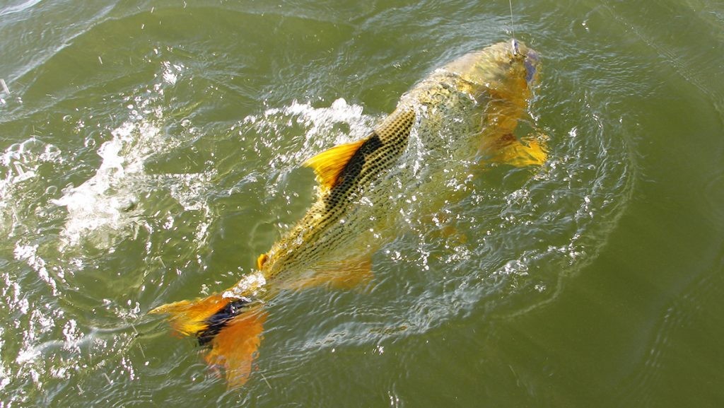 iscas naturais para a pesca de dourado