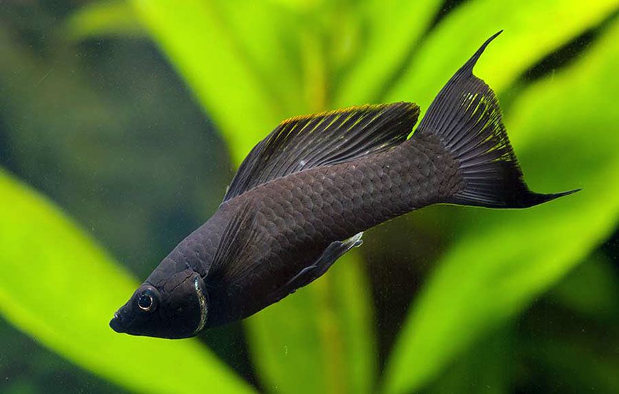 Molinésia negra peixe: características, reprodução, alimentação, habitat, cuidados e criação em aquário
