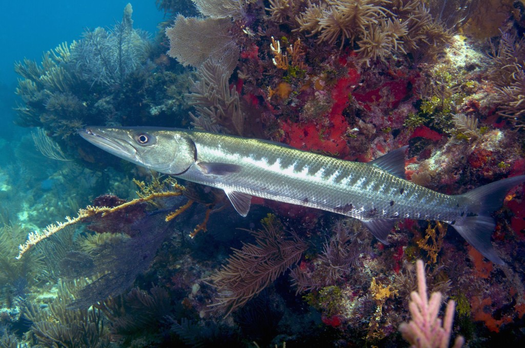 peixe barracuda