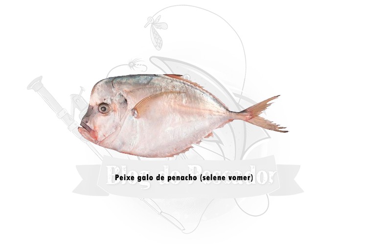 peixe galo de penacho - selene vomer