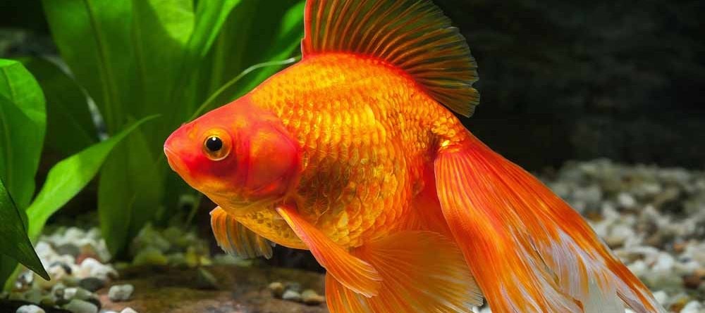 peixinho dourado caracteristicas