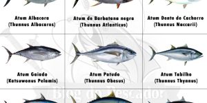 tipos de atum
