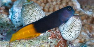 blenny bicolor peixe