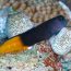blenny bicolor peixe