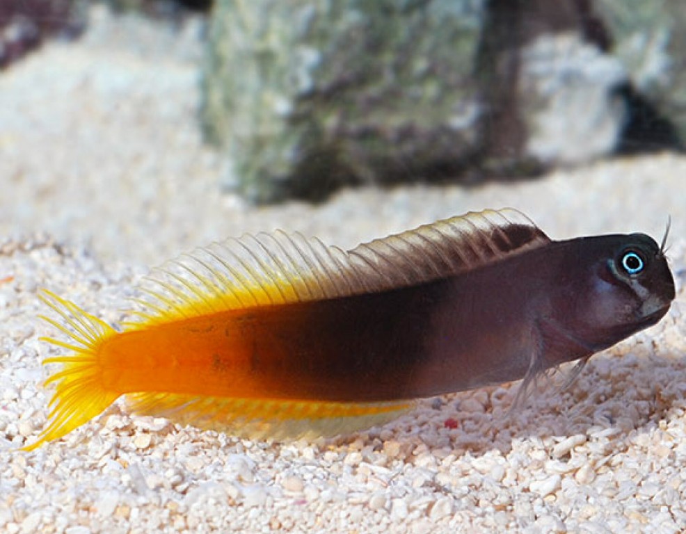 caracteristicas do peixe blenny bicolor