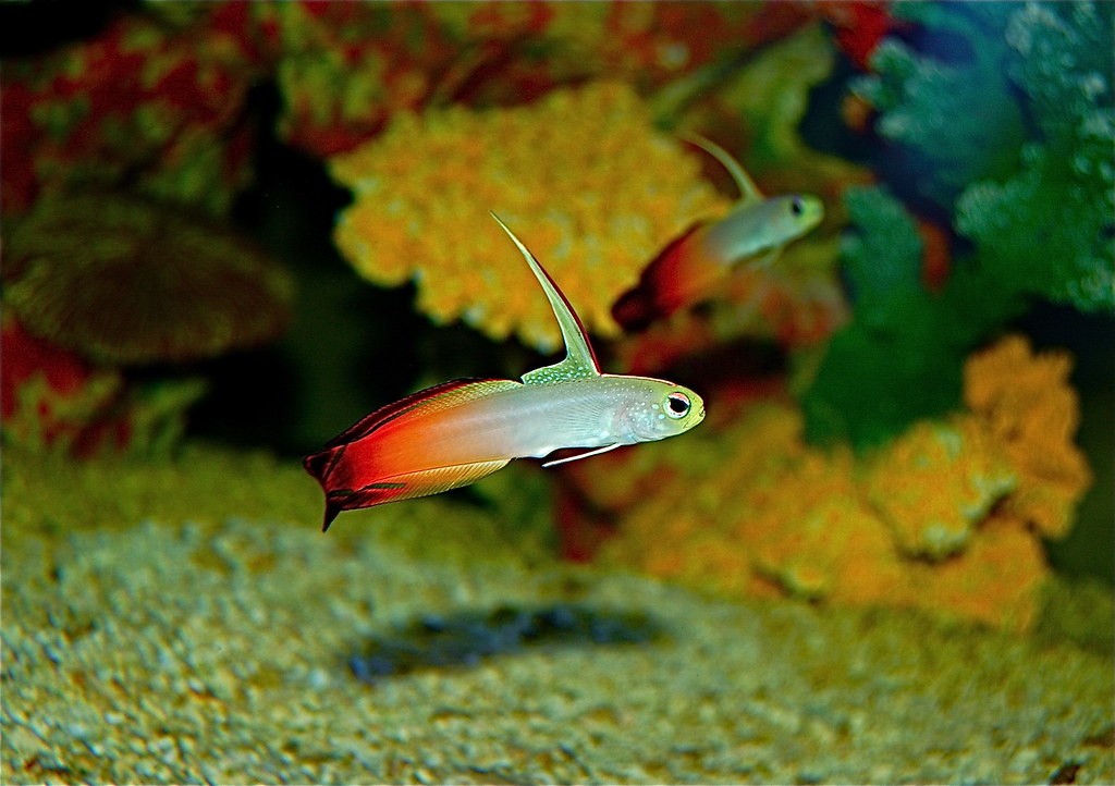 caracteristicas do peixe goby firefish