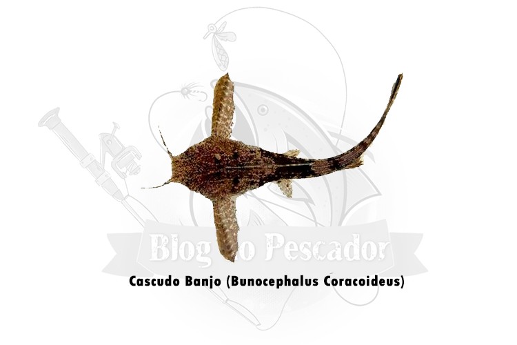 cascudo banjo -bunocephalus coracoideus