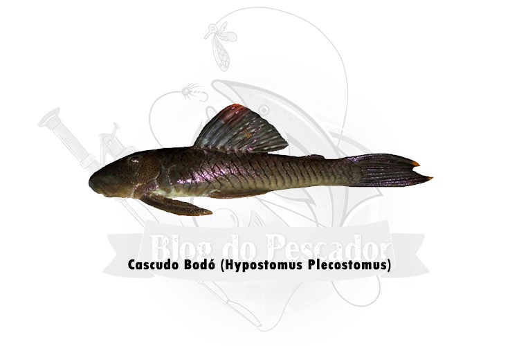 cascudo bodo - hypostomus plecostomus