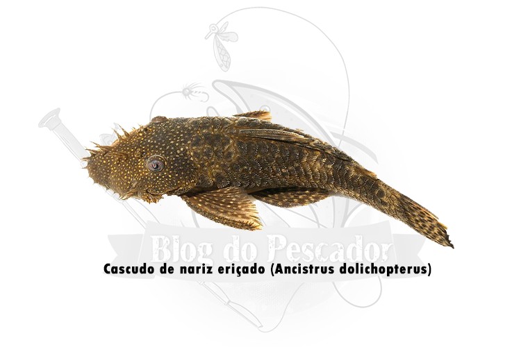 cascudo de nariz ericado - ancistrus dolichopterus