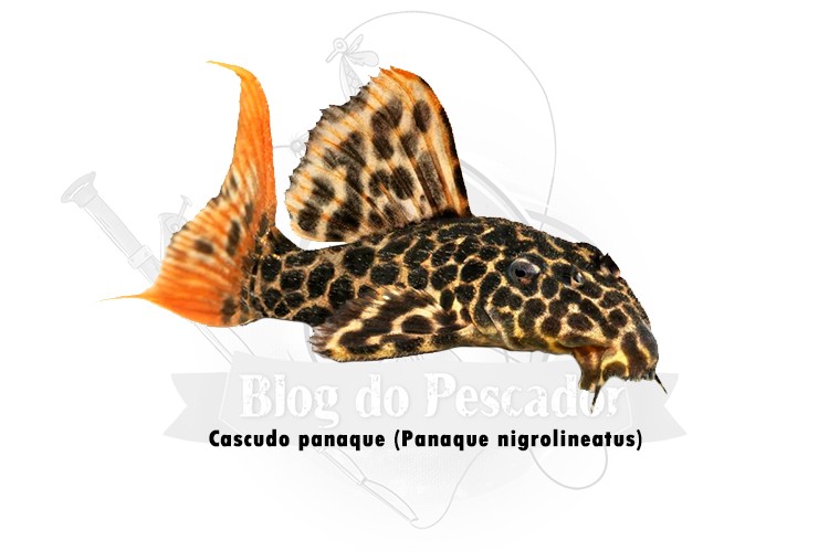 cascudo panaque - panaque nigrolineatus