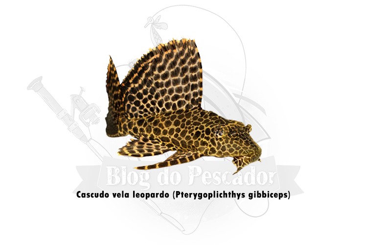 cascudo vela leopardo -pterygoplichthys gibbiceps