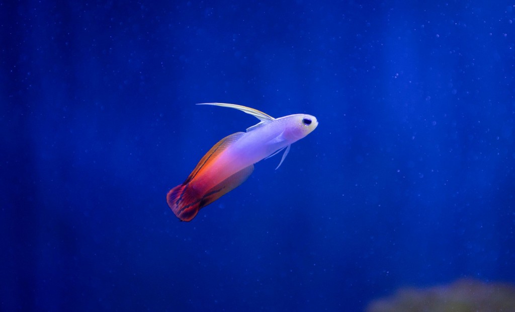 comportamento do peixe goby firefish