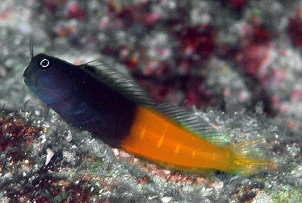 criacao do peixe blenny bicolor em aquario
