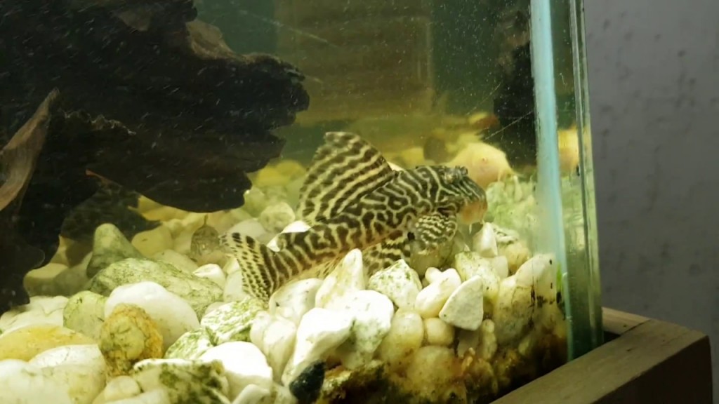 criacao do peixe cascudo zebra em aquario