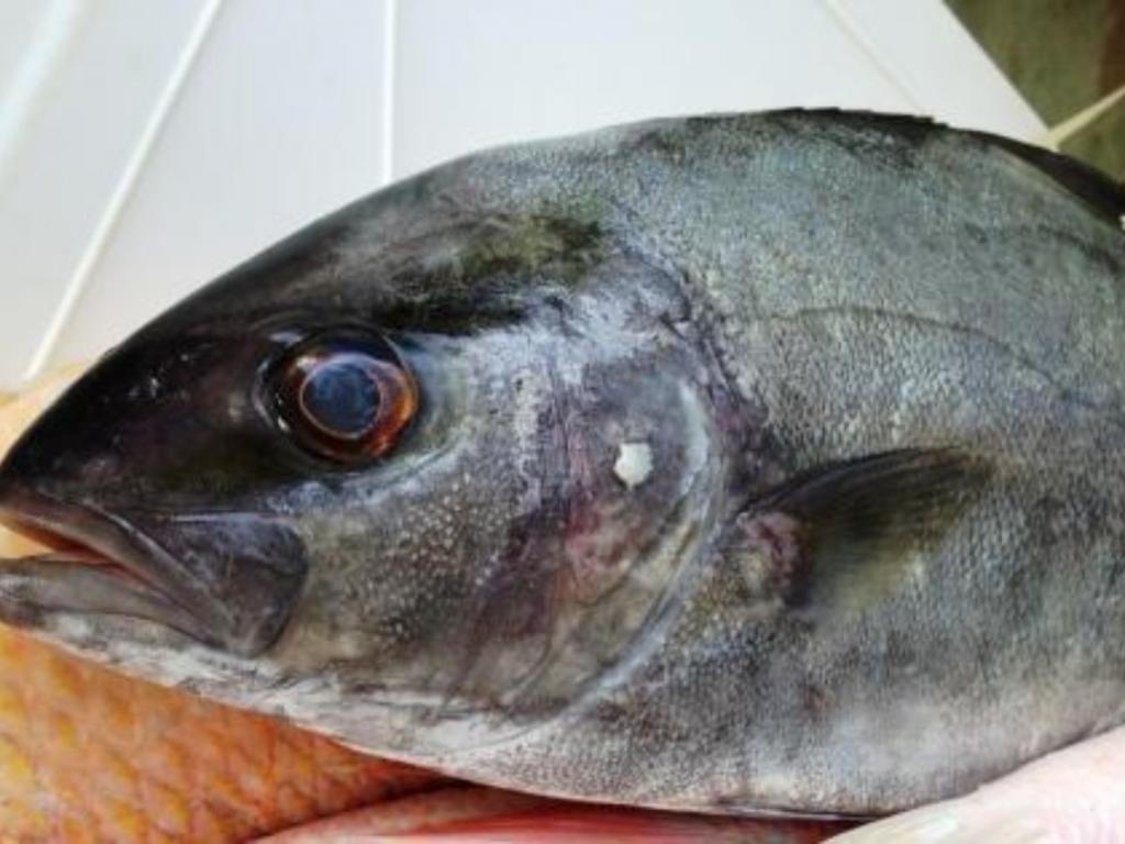 curiosidades do peixe olho de boi